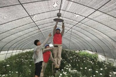 邳州市供電公司進(jìn)花棚服務(wù)花農