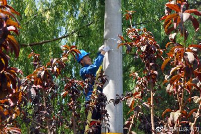 安丘供電公司組織配電運維員工助推線(xiàn)路架設