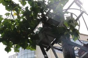 雁江供電公司修理10kV中晶二線(xiàn)上樹(shù)枝，變身“伐木工”