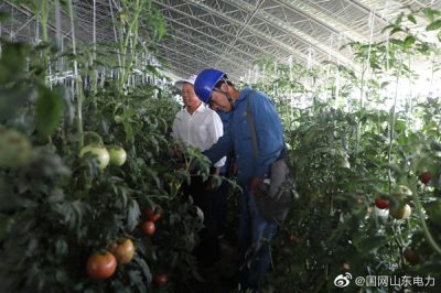 五蓮供電公司：主動(dòng)上門(mén)服務(wù) 助力菜農生產(chǎn)