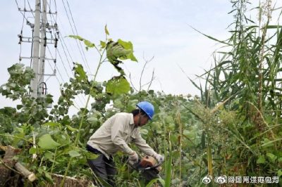 配合周山鎮長(cháng)寧村18號配電臺區砍伐電力線(xiàn)旁的超高樹(shù)木