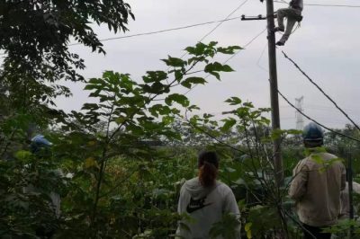 報修人員乘上小舟登上電桿搭接發(fā)生故障的藕塘內線(xiàn)路