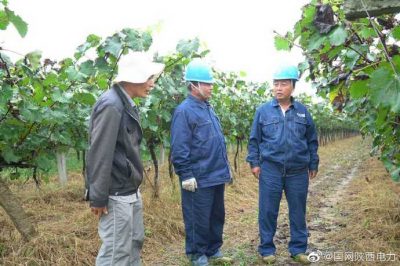 加快農網(wǎng)改造 帶動(dòng)“葡萄經(jīng)濟”