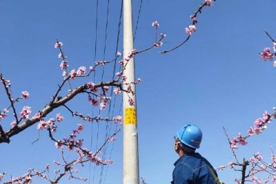 柳泉桃花節 “電小二”配合政府保電忙