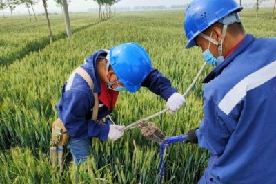 戰疫情 保供電#風(fēng)吹麥成浪，田間施工忙，周末不打烊，供電有保障