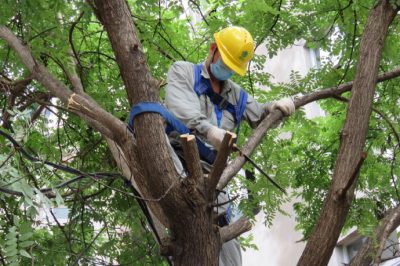 為臺區進(jìn)行樹(shù)障清理保障夏季高溫用上放心電