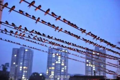 小鳥(niǎo)站在高壓線(xiàn)上為什么不會(huì )觸電？