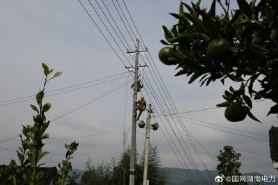 對更換線(xiàn)路10千伏王李線(xiàn)李子園支線(xiàn)4號至7號桿進(jìn)行金具安裝、導線(xiàn)展放及搭火作業(yè)